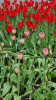 Tulpen